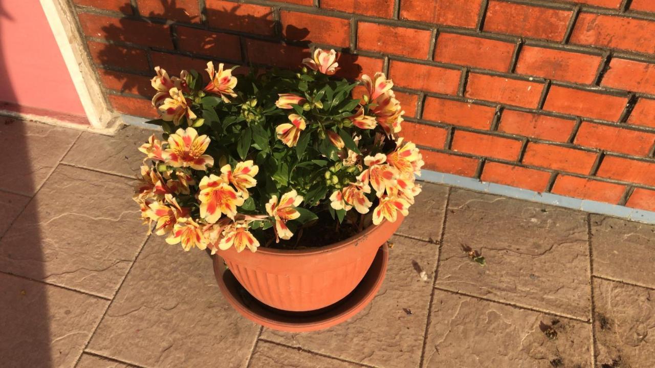 San Rocco Panzió Mesola Kültér fotó
